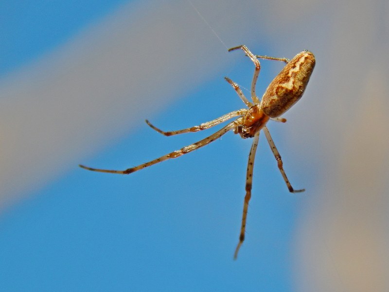 Tetragnatha sp. (in posa terrifica?) - Pontevecchio (MI)